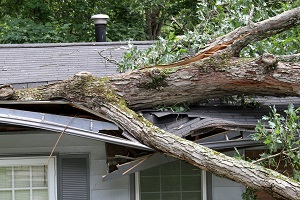 A large oak tree tossed and falls onto and cuts through half of a house roof | neighbor's tree fell on my house