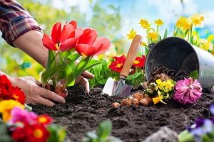 Planting spring flowers in sunny garden | hoa landscaping