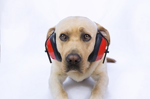 labrador dog wearing headphones | hot weather tips