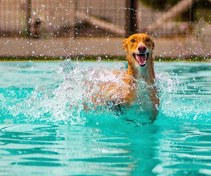 dog playing and swimming in the pool | hot weather