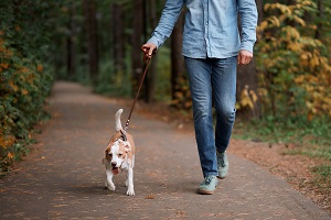 man walking with pet dog | hoa pet policy