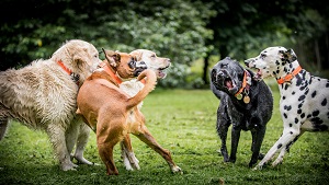 group of dogs playing | dog waste removal