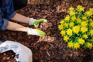 gardener mulching flower bed with pine tree bark mulch | spring landscaping tasks