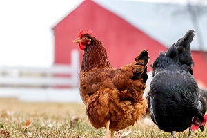 A Rhode Island Red hen chicken on a barnyard | hoa pet policy rules