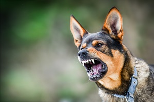 aggressive and dangerous dog portrait shows teeth | hoa pet policy rules