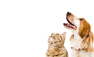 a cat and a dog looking up | hoa pet policy rules