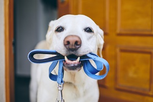 dog waiting for walk standing with leash in mouth against door of house | hoa pet policy rules
