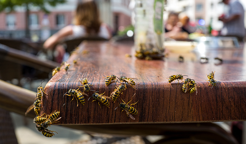 top-10-buggiest-states-in-the-u-s-cedar-management-group